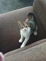 Lief jong poesje Te koop, Dieren en Toebehoren, Katten en Kittens | Overige Katten, Poes