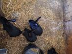 Konijnen, Dieren en Toebehoren, Konijnen, Meerdere dieren, Groot, 0 tot 2 jaar