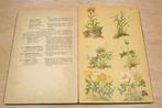Alpen Flora — Zwitserse Bloemen — Kleurenlitho’s Ca. 1890, Ophalen of Verzenden