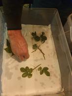 Gratis wandelende takken, Dieren en Toebehoren, Insecten en Spinnen, Wandelende tak