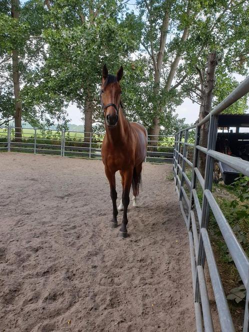 Verzorgpaard aangeboden / verzorger gezocht, Diensten en Vakmensen, Dieren | Paarden | Verzorging, Oppas en Les