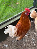 Fryske hinnen / Gielwytweiten hoanne, Dieren en Toebehoren, Pluimvee, Mannelijk, Kip