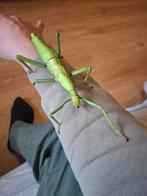 Eitjes van Diapherodes gigantea Psg 260, Wandelende tak