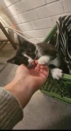 4 kittens te koop, Dieren en Toebehoren, Katten en Kittens | Overige Katten, Meerdere dieren