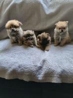 Boomer  pomeriaan. Pups, Dieren en Toebehoren, Honden | Chihuahua's en Gezelschapshonden, Overige rassen, Meerdere, Meerdere dieren