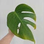 Monstera albo variegata gewortelde stek, Huis en Inrichting, Kamerplanten, Overige soorten, Minder dan 100 cm, Ophalen of Verzenden