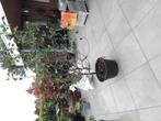 Appelboom, Ophalen, Lente, Volle zon, Overige soorten