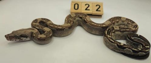 boa imperator, Dieren en Toebehoren, Reptielen en Amfibieën, Slang, 0 tot 2 jaar