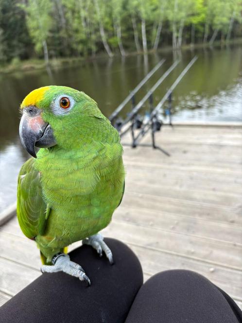 Geel voorhoofd amazone lees beschrijving, Dieren en Toebehoren, Vogels | Parkieten en Papegaaien, Papegaai, Mannelijk, Pratend
