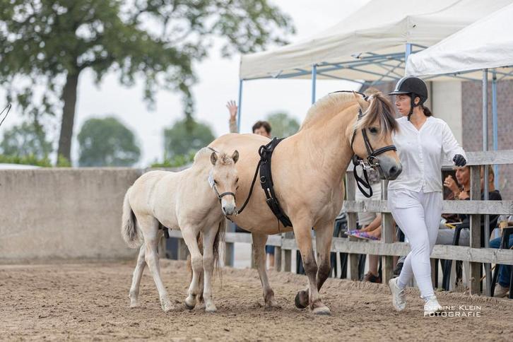 Fjord hengst veulen, Dieren en Toebehoren, Pony's, Hengst, Niet van toepassing, 0 tot 2 jaar, Gechipt, Ontwormd