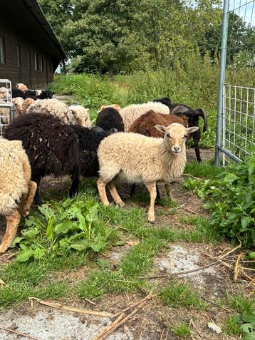 Ouessant ooien - lammeren van begin dit jaar beschikbaar voor biedingen
