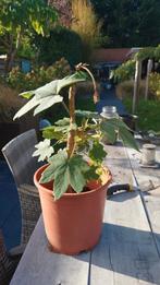 Rijstpapierplant (Tetrapanax papyrifera), Overige soorten, Vaste plant, Ophalen of Verzenden, Halfschaduw