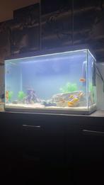 Superfish aquarium 150 Liter, Dieren en Toebehoren, Vissen | Aquaria en Toebehoren, Ophalen, Zo goed als nieuw, Gevuld zoetwateraquarium