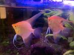 Maanvissen, Dieren en Toebehoren, Vissen | Aquariumvissen, Vis