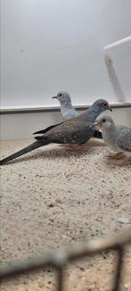 3 diamant duiven, Meerdere dieren, Tropenvogel