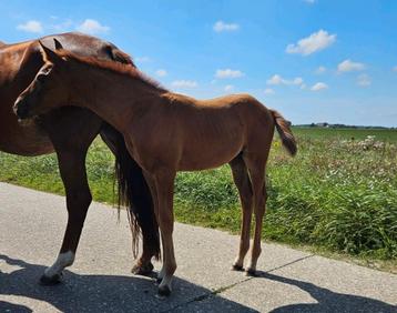 Bloedmooi hengstveulen Pitch Perfect x Zhivago  beschikbaar voor biedingen