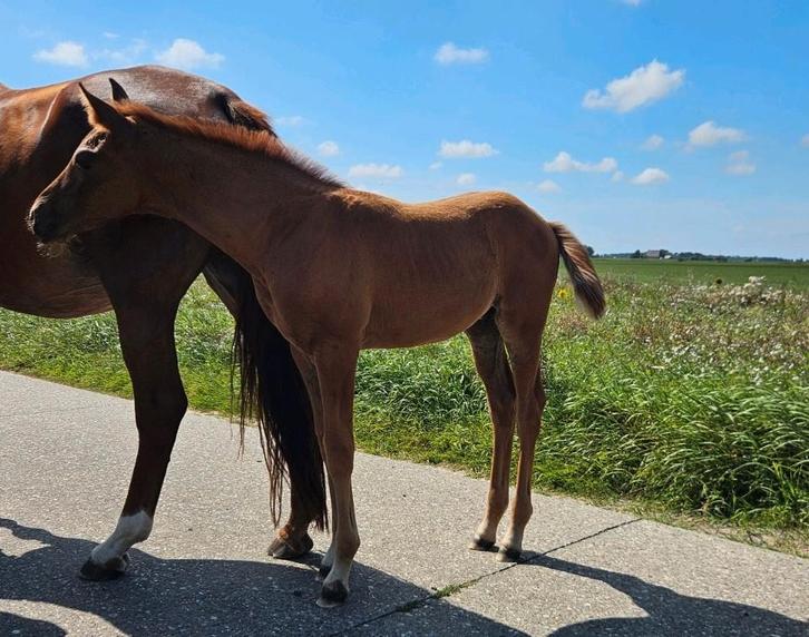 Bloedmooi hengstveulen Pitch Perfect x Zhivago, Dieren en Toebehoren, Paarden, Hengst, Niet van toepassing, 170 tot 175 cm, 0 tot 2 jaar