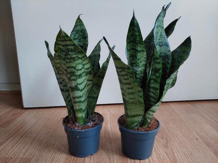 Sansevieria Zeylanica - Sanseveria / Vrouwentong H: 30 cm., Huis en Inrichting, Kamerplanten, Vetplant, Minder dan 100 cm, Groene kamerplant