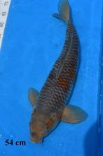 Ochiba, Dieren en Toebehoren, Karper of Koi