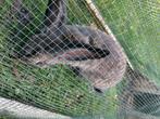 Vlaamse reuzen, Dieren en Toebehoren, Konijnen, Meerdere dieren, Groot, 3 tot 5 jaar