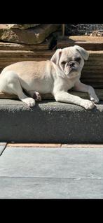 Lieve mooie retro mopshond, Particulier, Rabiës (hondsdolheid), 1 tot 2 jaar, Buitenland