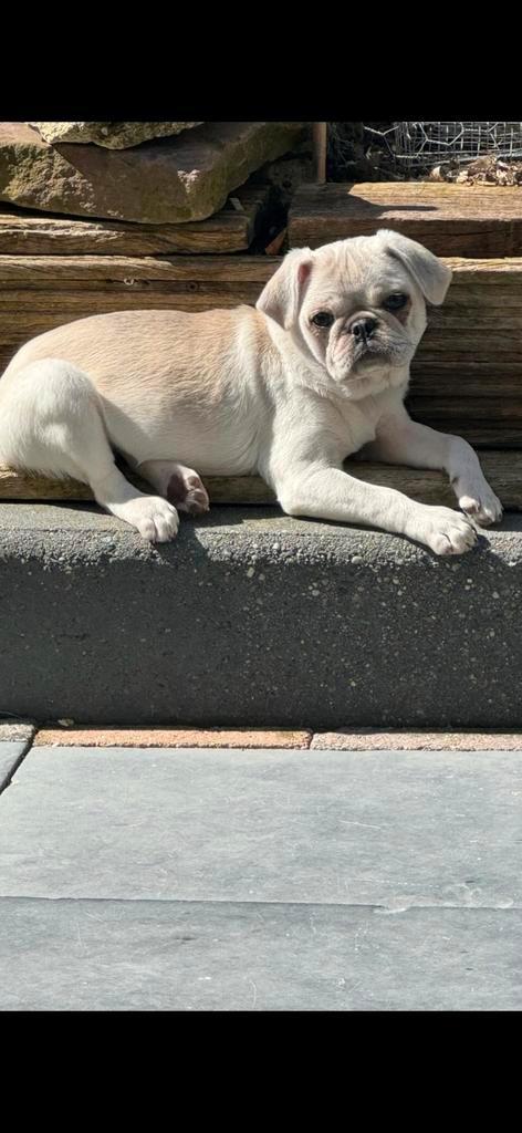 Lieve mooie retro mopshond, Dieren en Toebehoren, Honden | Bulldogs, Pinschers en Molossers, Teef, Bulldog, Particulier, Eén hond
