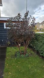 Meerstammige blaasspirea 200/250, Ophalen of Verzenden, Volle zon, Overige soorten