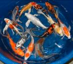 Import HQ Vlinderkoi mix ca 25/ 30 cm - Koidreams Valburg