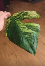 Monstera aurea yellow variegata stek, Huis en Inrichting, Kamerplanten, Ophalen, Halfschaduw, Minder dan 100 cm