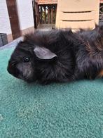 Cavia (dek)beer., Cavia, Juni, Mannelijk, Tam