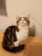 Kitten zoekt een nieuw huis, Dieren en Toebehoren, Katten en Kittens | Raskatten | Langhaar, Poes, Ontwormd, 0 tot 2 jaar
