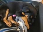 Rottweiler pup, Dieren en Toebehoren, Reu, CDV (hondenziekte), 8 tot 15 weken, Eén hond