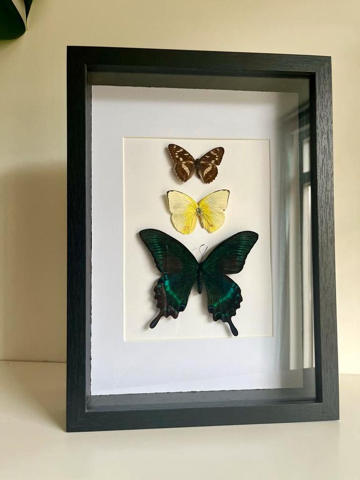 Vlinder Set in Lijst - Papilio Palinurus, Antiek en Kunst, Kunst | Beelden en Houtsnijwerken, Ophalen of Verzenden