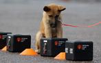 Puppy voor school gezocht, Dieren en Toebehoren, Ophalen of Verzenden, Zo goed als nieuw