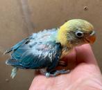 Jonge Agapornis fischeri dwergpapegaai, Dieren en Toebehoren, Vogels | Parkieten en Papegaaien, Geslacht onbekend, Dwergpapegaai of Agapornis