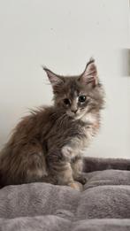 Maine coon kittens met stamboom, Meerdere dieren, Gechipt, 0 tot 2 jaar