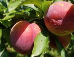 Bijzondere Pluot pruimenboom kruising abrikoos en pruim, Tuin en Terras, Planten | Fruitbomen, Pruimenboom, Lente, 100 tot 250 cm
