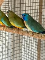 Koppel blauwe Splendid parkieten, Meerdere dieren, Parkiet