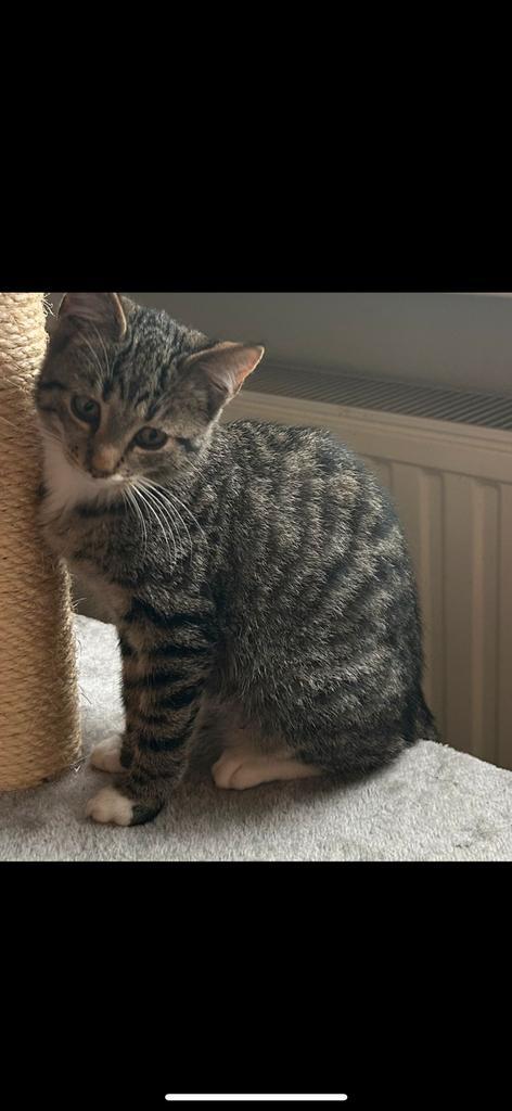 X brits korthaar kitten kittens mogen gelijk mee, Dieren en Toebehoren, Katten en Kittens | Overige Katten, Kortharig, Meerdere dieren