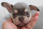 Franse bulldog puppy, 8 tot 15 weken, Teef, Bulldog, Eén hond