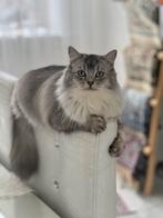 Half Regdoll en half Brits, Dieren en Toebehoren, Katten en Kittens | Raskatten | Langhaar, Poes