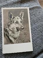 Hond herder oude kaart, Ophalen of Verzenden