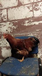 Haan New Hampshire, Dieren en Toebehoren, Mannelijk, Kip