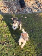 Jack russell pups, Dieren en Toebehoren, Honden | Jack Russells en Terriërs, Rabiës (hondsdolheid), Jack Russell Terriër, 8 tot 15 weken