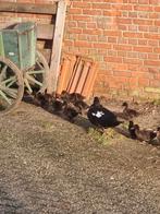 Muskuseend  zwart, Dieren en Toebehoren, Pluimvee, Meerdere dieren, Kip