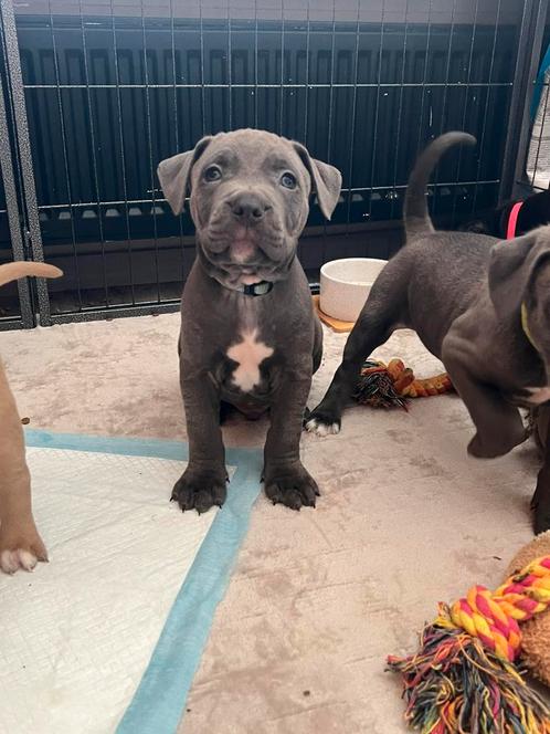 Amerikaanse Stefford puppy’s, Dieren en Toebehoren, Honden | Bulldogs, Pinschers en Molossers, Meerdere dieren, Overige rassen
