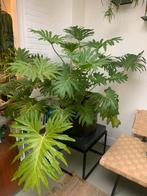 Philodendron Kamerplant, Ophalen, Overige soorten, Halfschaduw, In pot