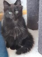 Ragdoll/Maincoon, Dieren en Toebehoren, Katten en Kittens | Raskatten | Langhaar, Poes, Gechipt