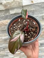 Philodendron pink princess, Huis en Inrichting, Kamerplanten, Ophalen of Verzenden