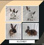 Kleinrex Amerikaanse mini rex, Dieren en Toebehoren, Mannelijk, Dwerg